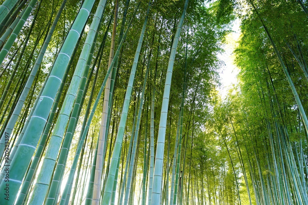 Fototapeta premium 竹林