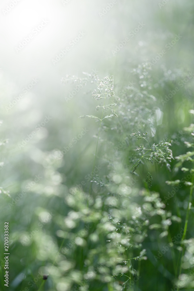 Obraz premium Wild grass on a sun light