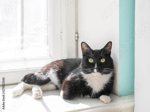Black and white cat is lying on white sunlit windowsill.