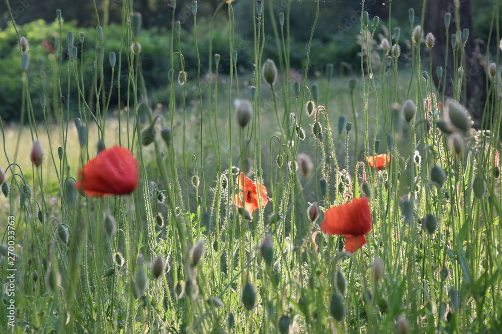 Obraz premium Poppies