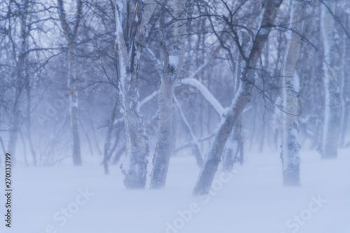 Spindrift during a blizzard in a birch forest in Lapland. Sarek, Sweden
