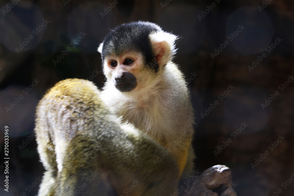 Fototapeta premium Totenkopfaeffchen_saimiri_boliviensis