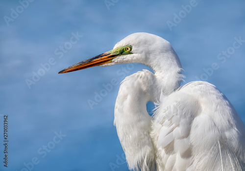 Great Egret In Profile