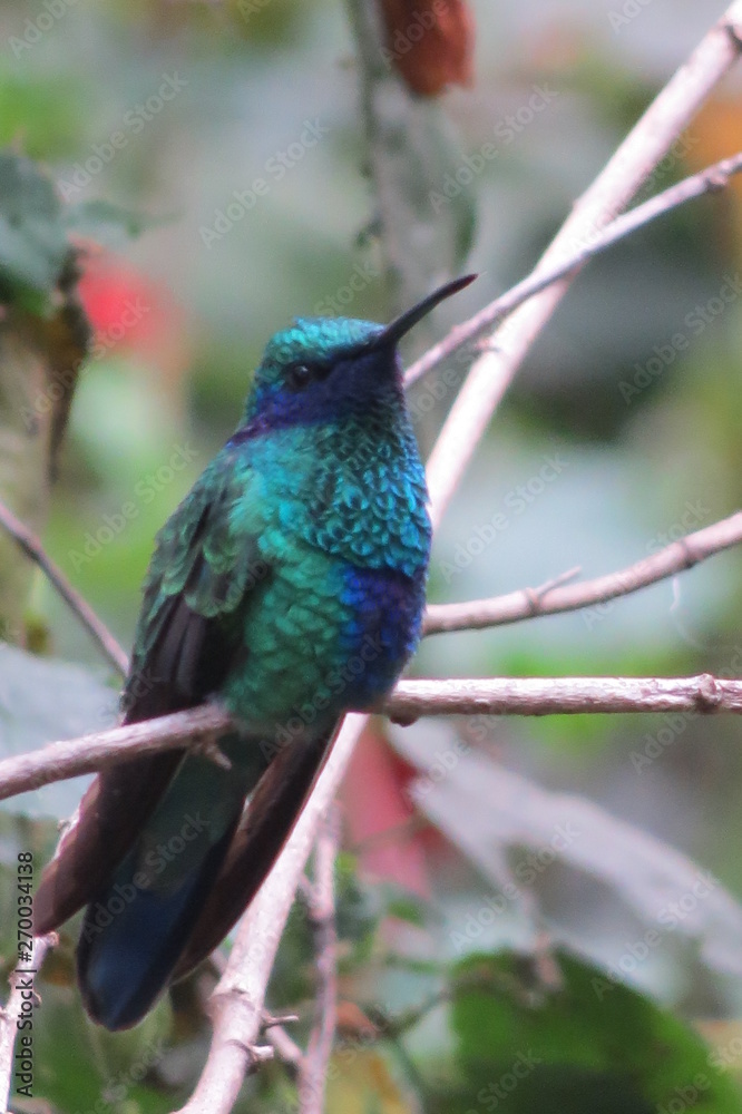 Colibri