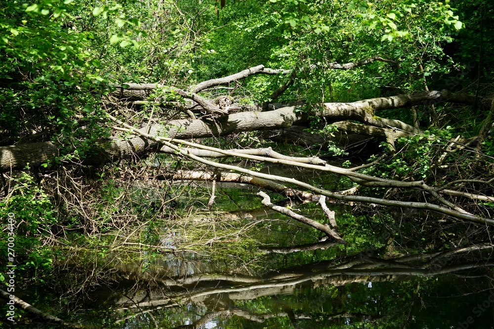 Umgestürzte Bäume über einem Kanal im Spreewald Umgestürzte Bäume über einem Kanal im Spreewald