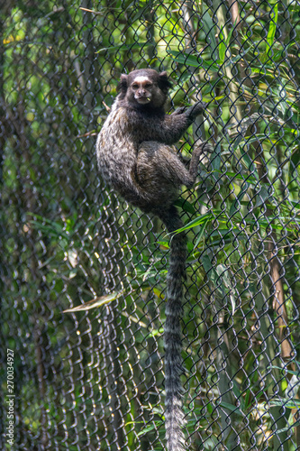 marmoset hanging from cage wall