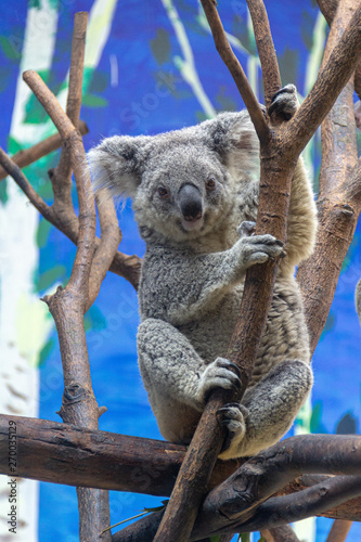Canvas Print koala in tree