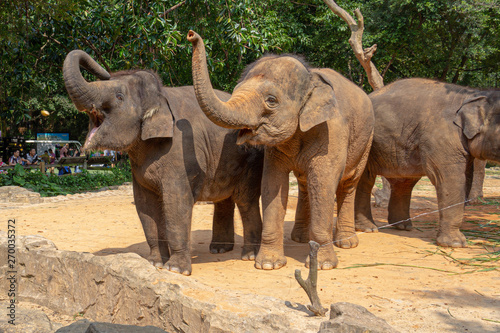 elephant in zoo © Daryl