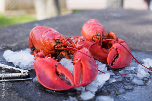 Cracking a boiled red lobster on a concrete table photo