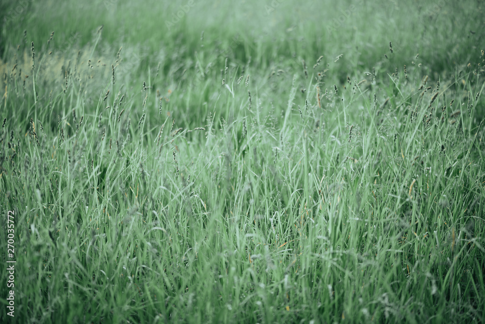 Summer background. Meadow grass, selective focus, blurred background. Summer background. Meadow grass, selective focus, blurred background.