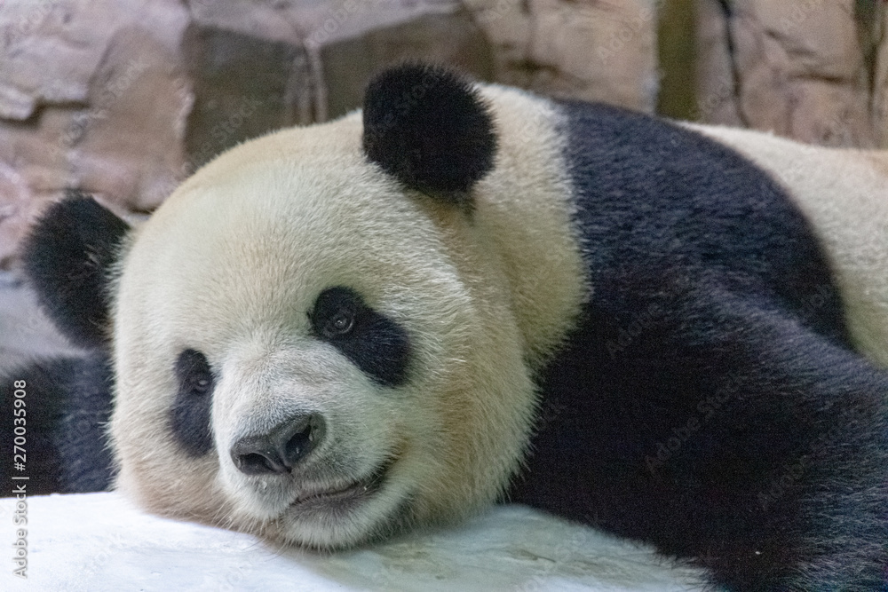 giant panda close up laying down
