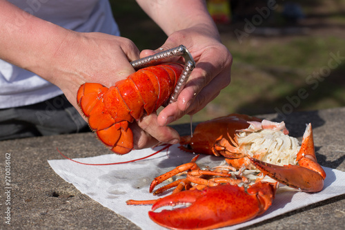 Cracking a boiled red lobster on a concrete table photo