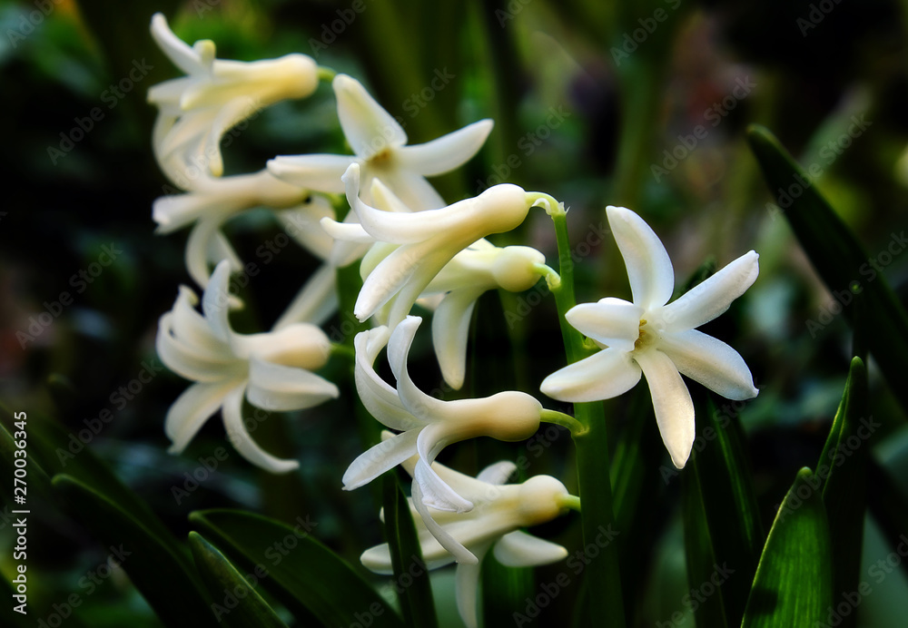 Fototapeta premium White hyacinths