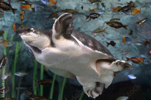 Papua-Weichschildkroete photo