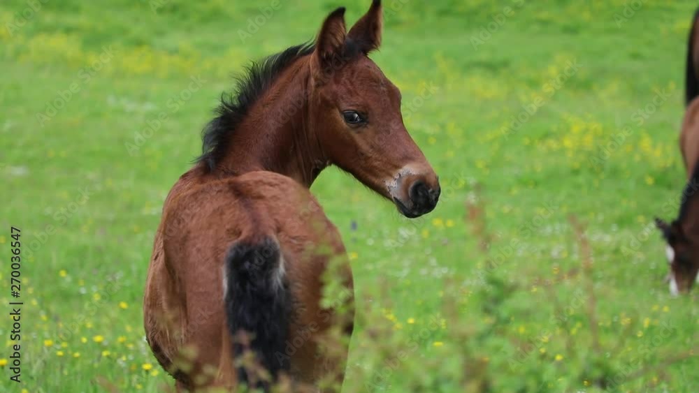 Young foal with his mother on the pasture in springtime Young foal with his mother on the pasture in springtime
