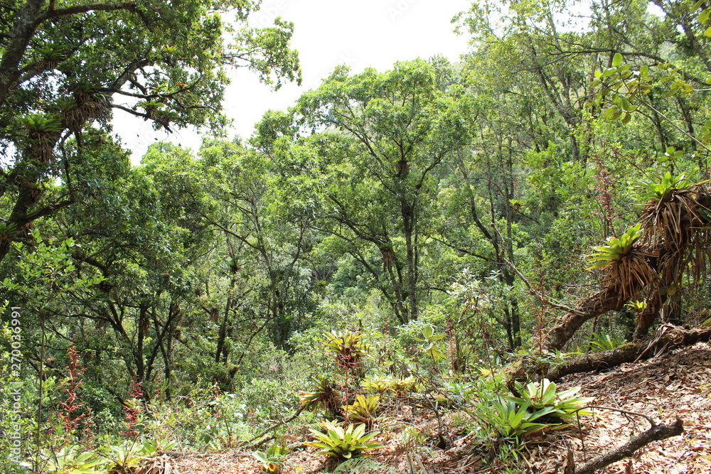 Fototapeta premium Hue