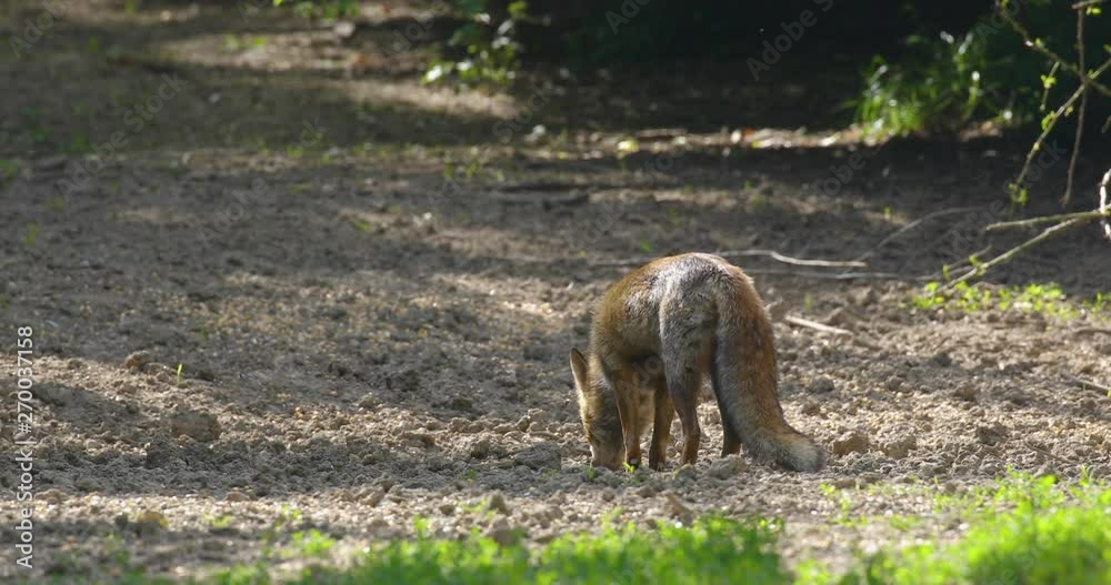 Strong red fox male (vulpes vulpes) eathing corn grain in the forest. Strong red fox male (vulpes vulpes) eathing corn grain in the forest.