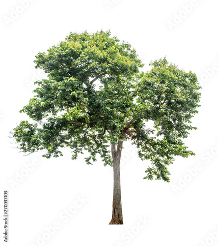 The tree that is completely separated from the background with the delicateness Can be used in many ways Has a scientific name Sindora siamensis