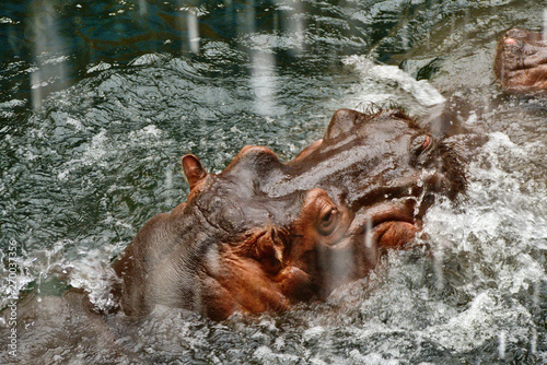 Hippopotamus in the water