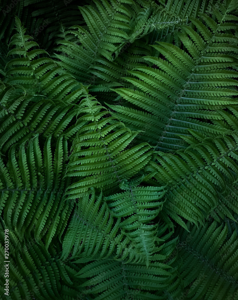 Green leaves of wild forest fern. Texture.