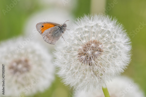 Butterfly on a dandelion. Coenonymha pampilus.