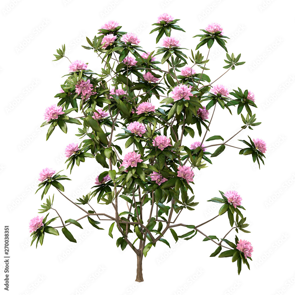 3D Rendering Rhododendron Plant with Flowers on White 3D Rendering Rhododendron Plant with Flowers on White