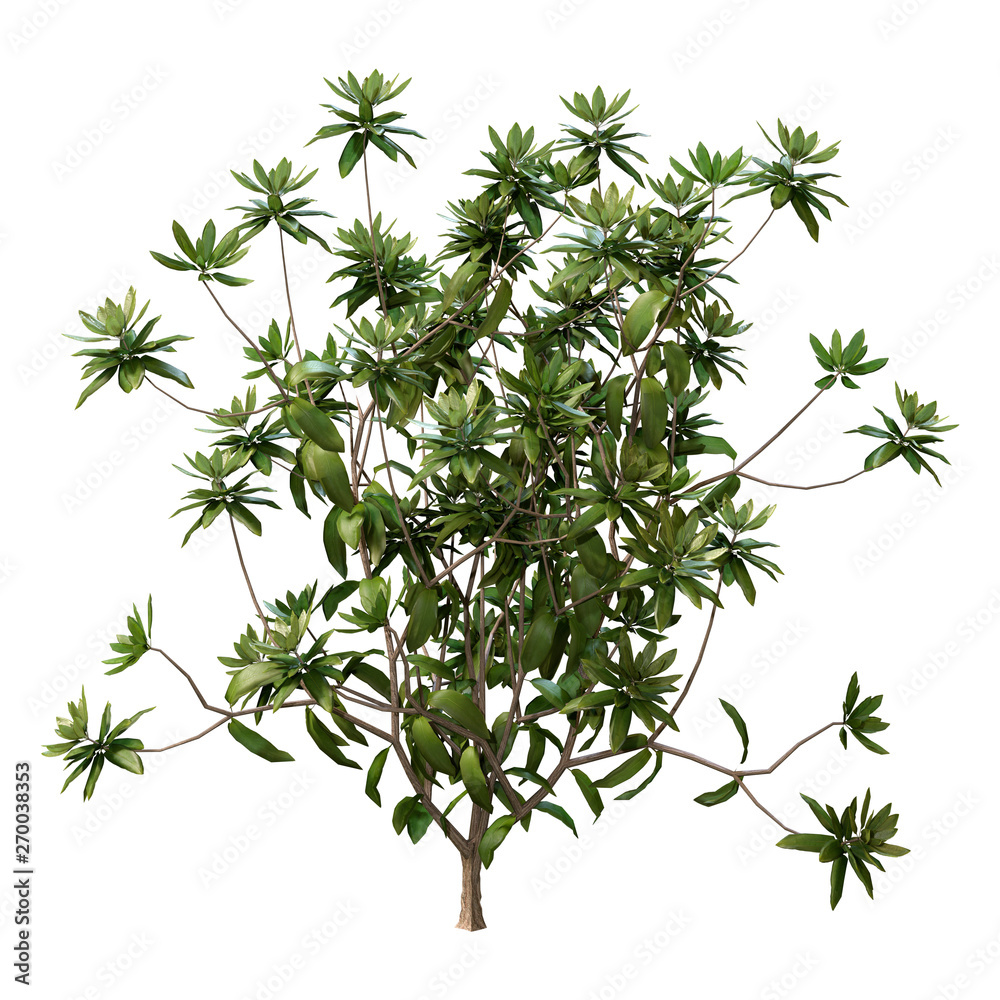 3D Rendering Rhododendron Plant on White
