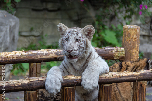 baby white tiger cub posing in zoo