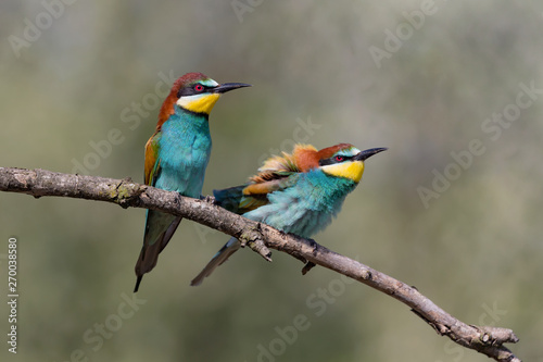 Engaged couple of European bee eater (Merops apiaster) © manuel