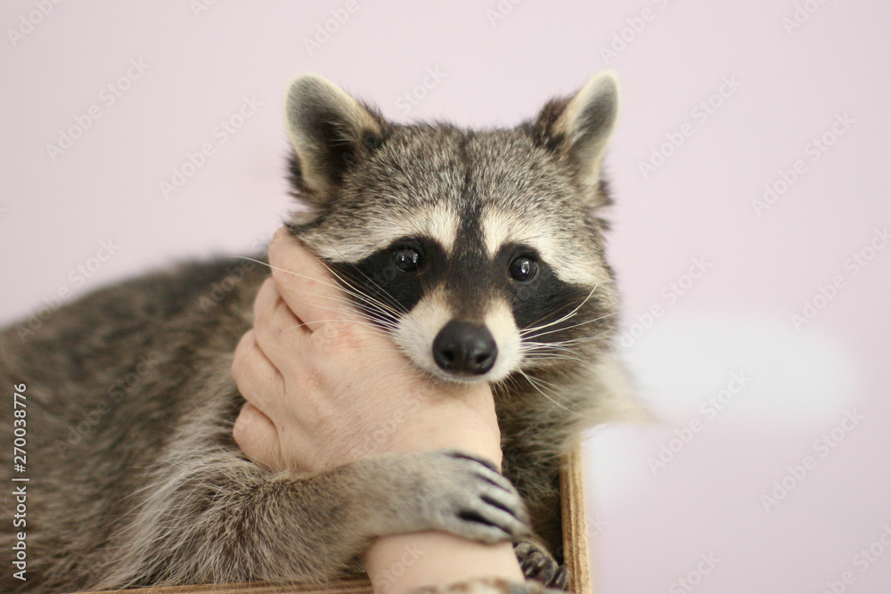 Plakat hair,paw,home,indoors,adorable,animal,background,beautiful,brown,closeup,cute,domestic,eyes,fluffy,funny,fur,furry,mammal,pet,photo,photography,portrait,pretty,raccoon,small,young