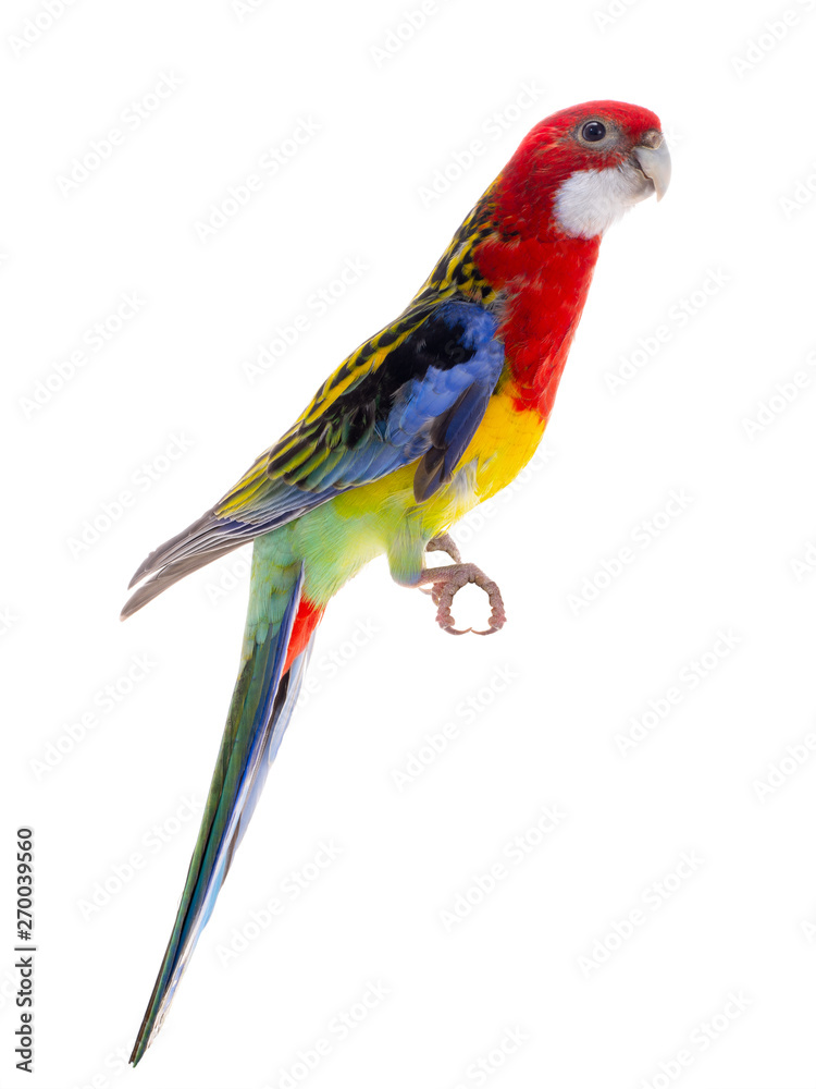  Rosella parrot isolated