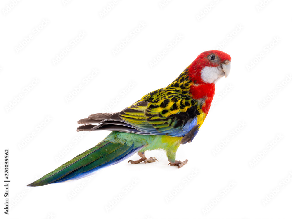 Rosella parrot isolated
