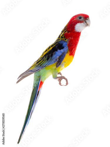  Rosella parrot isolated © fotomaster