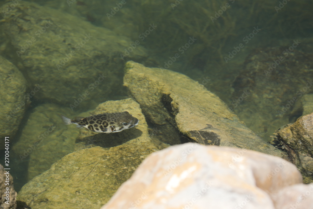 Fototapeta premium Fisch Kofferfisch im Wasser Meer