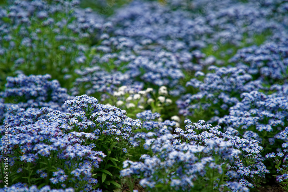 blue little flowers on bush, Meadow plant background: forget-me-not close up and green grass. Shallow DOF. blue little flowers on bush, Meadow plant background: forget-me-not close up and green grass. Shallow DOF.