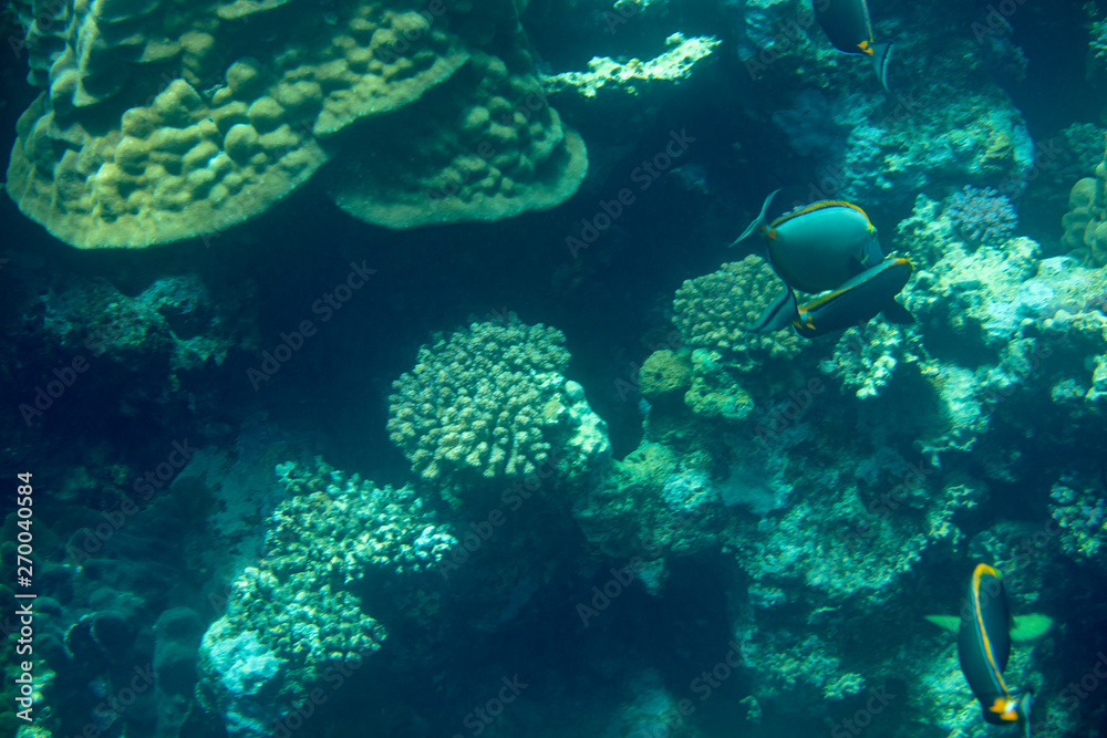 Fototapeta premium sea fish near coral, underwater