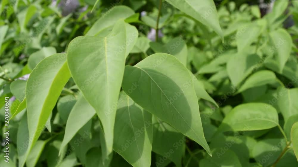 Beautiful green background of leaves. Nature. Beautiful green background of leaves. Nature.