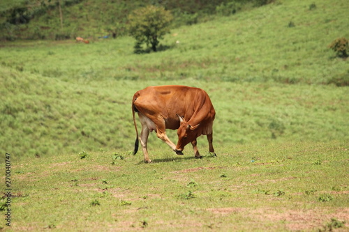 Cow grazing on mountain slope
