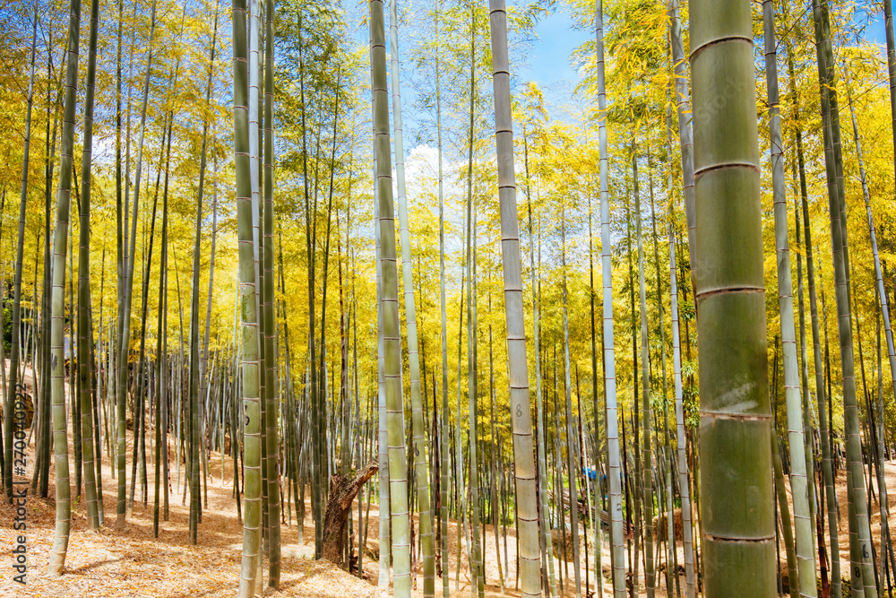Secret Bamboo Forest of Fushimi Inari Shrine Secret Bamboo Forest of Fushimi Inari Shrine