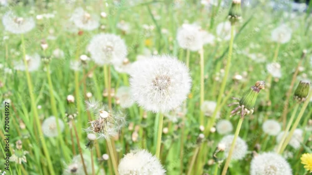Background of dandelions and green grass. Texture. Background of dandelions and green grass. Texture.