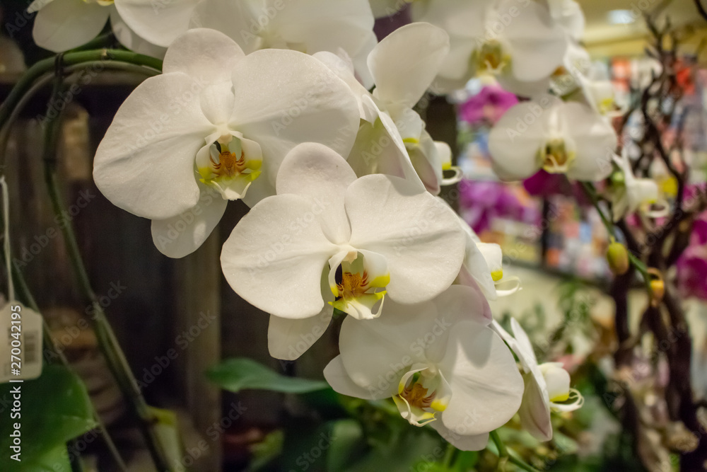 Background of several orchid bouquets Background of several orchid bouquets