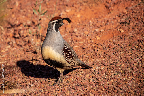 Gambel Quail II