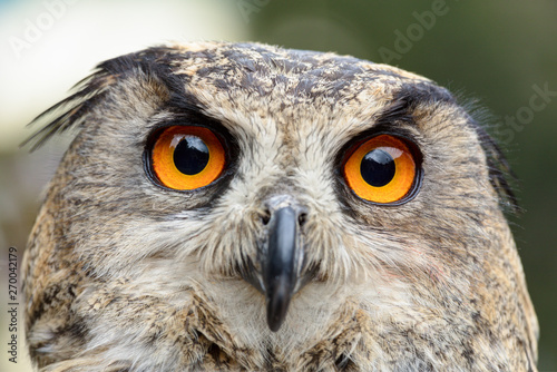 Eagle owl close up shot.