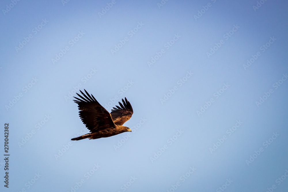 Fototapeta premium Golden Eagle in Flight