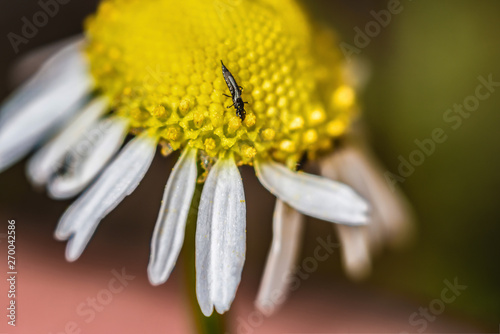The beetle on a camomile, a small insect crawling along the flower, macro photo.