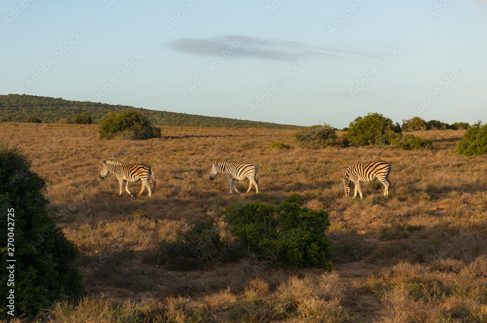 African zebras grazing in savannah at sunrise