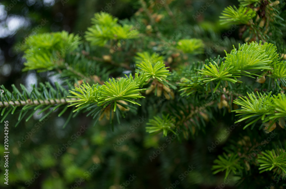 new growth of the plant in spring new growth of the plant in spring