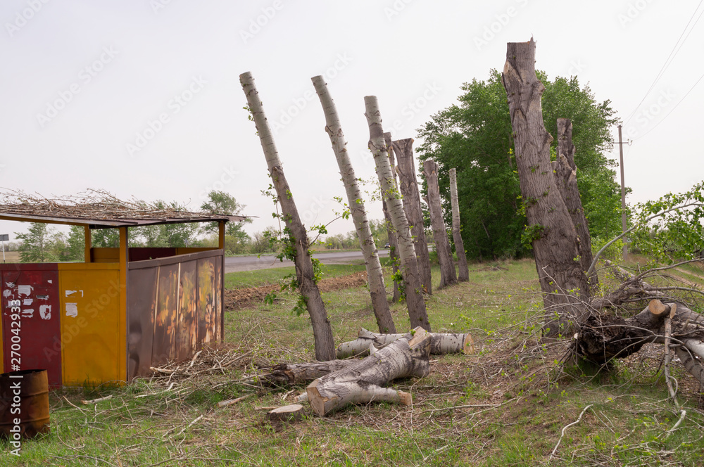 Fototapeta premium Thee pruning.