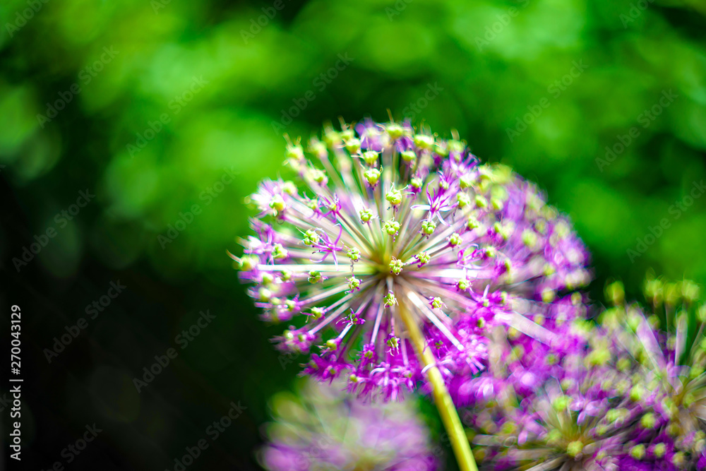 Blooming large onion flower batun. Onion bloom on spring day close up. Blooming large onion flower batun. Onion bloom on spring day close up.