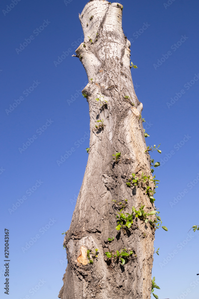 Naklejka premium Thee pruning.
